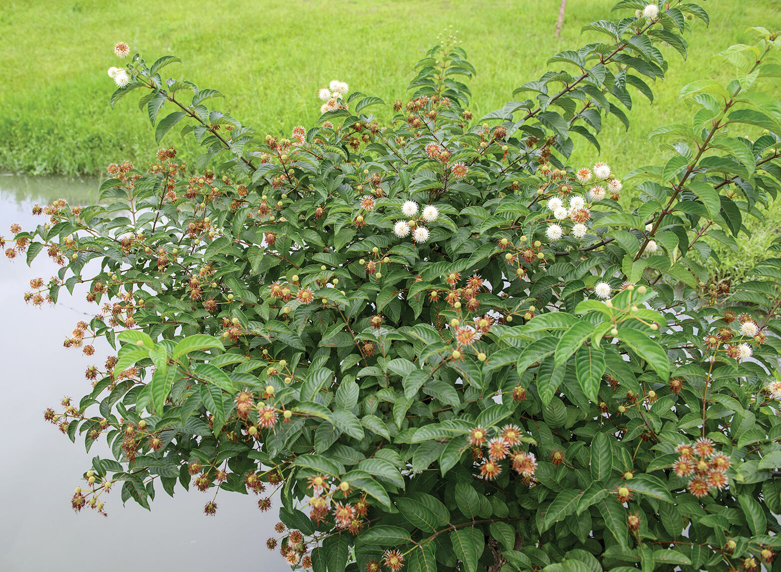 TP_0522_Gardening_Buttonbush.jpg